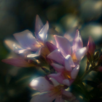 Fotografia intitolato "Pink Oleander 1" da Travis Burgess, Opera d'arte originale, Fotografia digitale