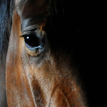 Fotografia intitulada "Le cheval" por Hubert Trublard, Obras de arte originais, Fotografia digital Montado em Outro painel r…