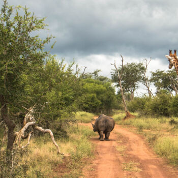 Fotografie getiteld "Safari" door Hubert Trublard, Origineel Kunstwerk, Niet gemanipuleerde fotografie Gemonteerd op Andere…