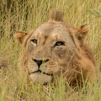 Photography titled "Le Roi" by Hubert Trublard, Original Artwork, Non Manipulated Photography