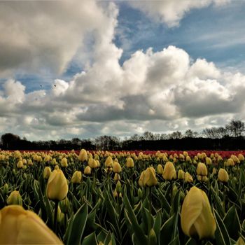 Fotografie mit dem Titel "Tulips of Amsterdam" von Hubertine Langemeijer, Original-Kunstwerk, Nicht bearbeitete Fotografie