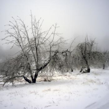 Photography titled "Apple orchard in wi…" by Hugh Smith, Original Artwork