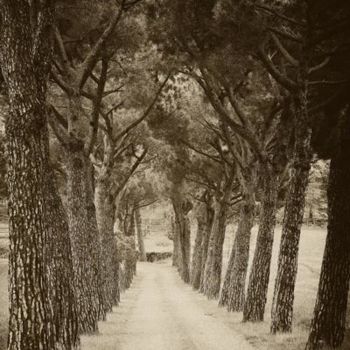 Fotografie mit dem Titel "Tuscan pines" von Hugh Smith, Original-Kunstwerk