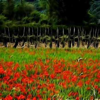 Photography titled "Poppy field Tuscany" by Hugh Smith, Original Artwork