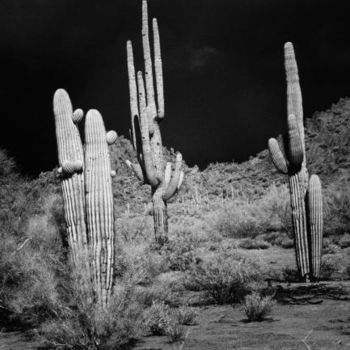 Photography titled "Saquaro Cactus Ariz…" by Hugh Smith, Original Artwork