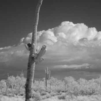 Fotografia intitulada "Saquaro cactus" por Hugh Smith, Obras de arte originais