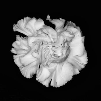 Photography titled "Chrysanthemum" by Hugh Smith, Original Artwork