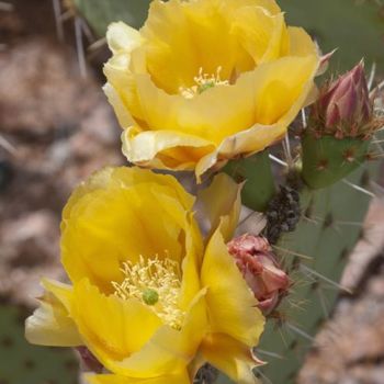 제목이 "Cactus Flower"인 사진 Hugh Smith로, 원작