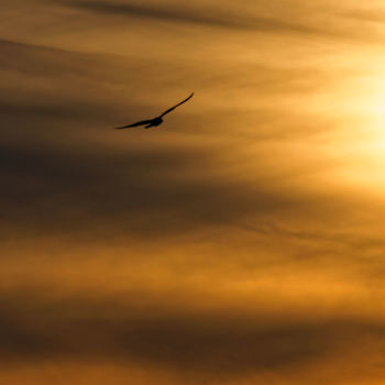 Fotografie getiteld "Sunset and Bird" door Hugo Lorenzo, Origineel Kunstwerk, Digitale fotografie Gemonteerd op Aluminium