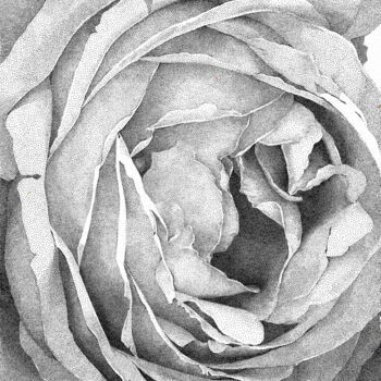 Drawing titled "Trembling Rose" by Iana Cherepanska, Original Artwork, Ink