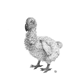 Desenho intitulada "Dodo Bird" por Iana Cherepanska, Obras de arte originais, Tinta