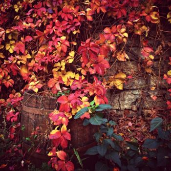 Photographie intitulée "Colours of autumn" par Toni St, Œuvre d'art originale, Photographie non manipulée