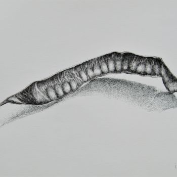 Drawing titled "Seed pod" by Isabelle Stagg, Original Artwork, Ink