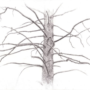 Рисунок под названием "Ветви сосны" - Игорь Машин, Подлинное произведение искусства, Карандаш