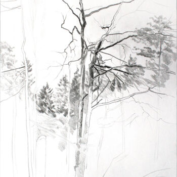 Dibujo titulada "Ветви дерева. Зарис…" por Igor Masin, Obra de arte original, Lápiz
