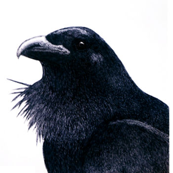 Zeichnungen mit dem Titel "Raven" von Igzotic, Original-Kunstwerk, Tinte