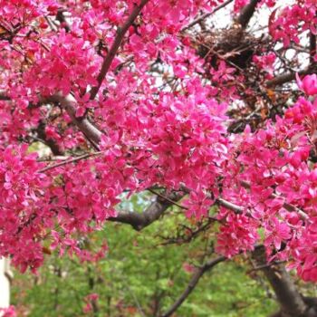 Fotografia zatytułowany „paris.april II” autorstwa Ilgvars Zalans, Oryginalna praca