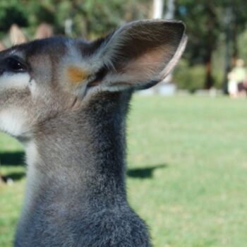 "queensland" başlıklı Fotoğraf Ilgvars Zalans tarafından, Orijinal sanat