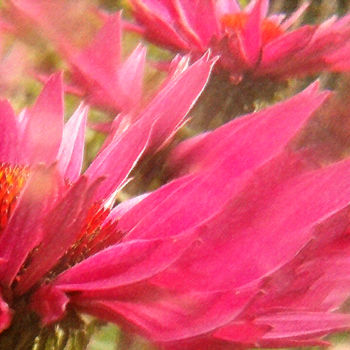 "echinacea blossom" başlıklı Fotoğraf Ilona Surrey tarafından, Orijinal sanat