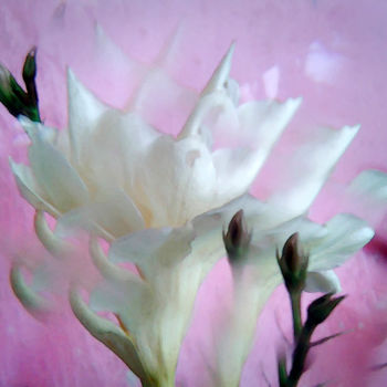 제목이 "oleander fragrant"인 사진 Ilona Surrey로, 원작
