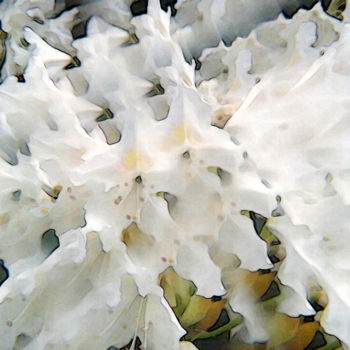 제목이 "Rhododendron blossom"인 사진 Ilona Surrey로, 원작