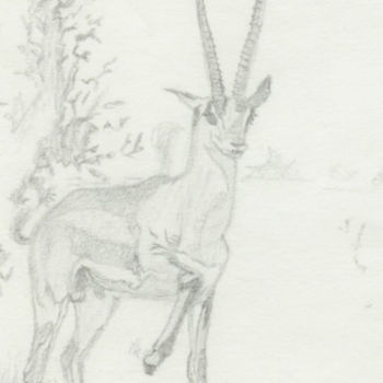 Dessin intitulée "impala" par Paul Meier, Œuvre d'art originale, Crayon
