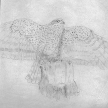 Disegno intitolato "sparrowhawk3" da Paul Meier, Opera d'arte originale, Matita