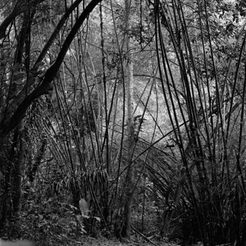 Photography titled "Bambou" by Bernard Bosc, Original Artwork