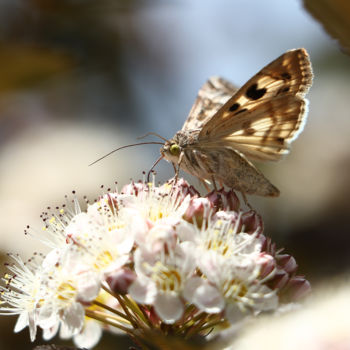 Fotografia intitulada "Butterfly" por Ash, Obras de arte originais