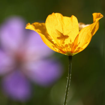 Fotografie mit dem Titel "California Poppy" von Ash, Original-Kunstwerk