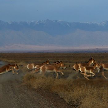 Φωτογραφία με τίτλο "Herd of wild horses." από Аш, Αυθεντικά έργα τέχνης