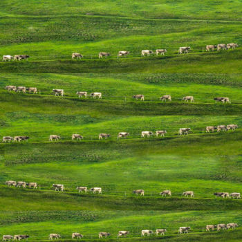 Fotografia zatytułowany „Cow Trail” autorstwa Lara Lind, Oryginalna praca, Fotografia cyfrowa