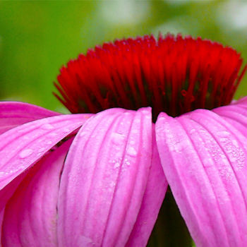 Fotografia zatytułowany „Echinacea” autorstwa Lara Lind, Oryginalna praca, Fotografia cyfrowa