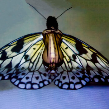 Photography titled "Butterfly" by Johan Van Dreven (jovadre), Original Artwork, Digital Photography Mounted on Other rigid p…