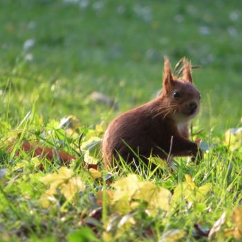 "Animal 9" başlıklı Fotoğraf Inspired By Nature tarafından, Orijinal sanat, Dijital Fotoğrafçılık