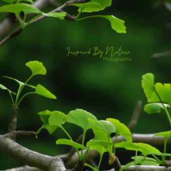 Фотография под названием "Vegetal 1" - Inspired By Nature, Подлинное произведение искусства, Цифровая фотография