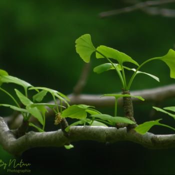 Fotografie mit dem Titel "Vegetal 2" von Inspired By Nature, Original-Kunstwerk, Digitale Fotografie