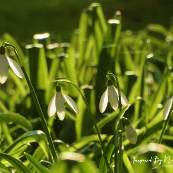 「Vegetal 26」というタイトルの写真撮影 Inspired By Natureによって, オリジナルのアートワーク, デジタル