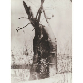 Fotografia zatytułowany „The old tree” autorstwa Ира Коломинова, Oryginalna praca, Srebrny nadruk