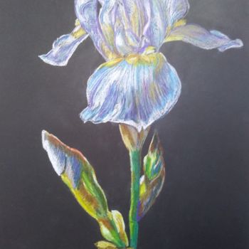Drawing titled "Iris" by Irina Shopina, Original Artwork, Pencil