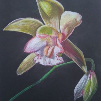 Drawing titled "Orchid" by Irina Shopina, Original Artwork, Pencil