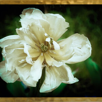 Фотография под названием "Белый тюльпан" - Irina Dotter, Подлинное произведение искусства, Манипулированная фотография Устан…