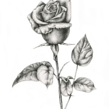 Drawing titled "Rose" by Irina Laskin, Original Artwork, Graphite
