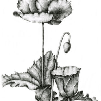 Drawing titled "Poppy" by Irina Laskin, Original Artwork, Graphite