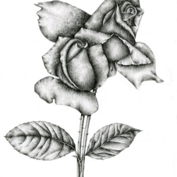 「Roses」というタイトルの描画 Irina Laskinによって, オリジナルのアートワーク, グラファイト