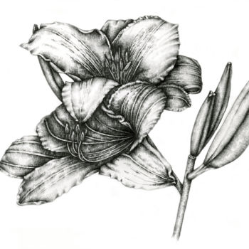 Zeichnungen mit dem Titel "Lily" von Irina Laskin, Original-Kunstwerk, Graphit