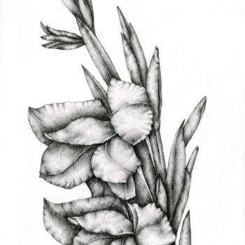 Dessin intitulée "Gladiolus" par Irina Laskin, Œuvre d'art originale, Graphite