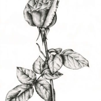 Drawing titled "Rose" by Irina Laskin, Original Artwork, Graphite