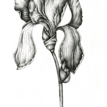 Drawing titled "Iris" by Irina Laskin, Original Artwork, Graphite