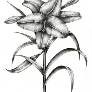 Drawing titled "Lily" by Irina Laskin, Original Artwork, Graphite